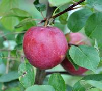 Roger Mcintosh Apple